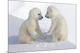 Dueling Polar Bear Cubs-Howard Ruby-Mounted Photographic Print