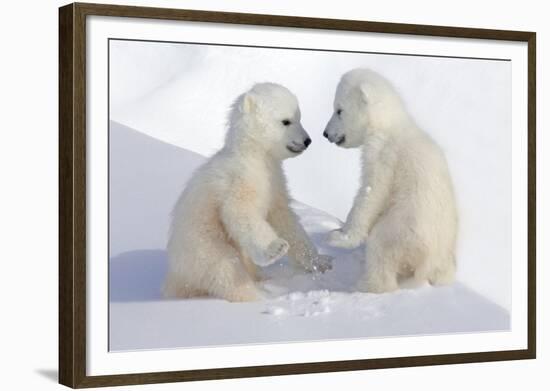 Dueling Polar Bear Cubs-Howard Ruby-Framed Photographic Print