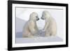 Dueling Polar Bear Cubs-Howard Ruby-Framed Photographic Print