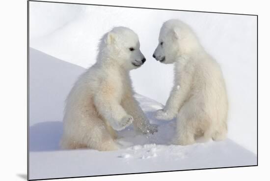 Dueling Polar Bear Cubs-Howard Ruby-Mounted Photographic Print