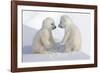 Dueling Polar Bear Cubs-Howard Ruby-Framed Photographic Print