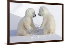 Dueling Polar Bear Cubs-Howard Ruby-Framed Photographic Print