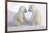 Dueling Polar Bear Cubs-Howard Ruby-Framed Photographic Print