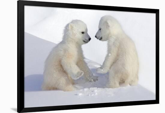 Dueling Polar Bear Cubs-Howard Ruby-Framed Photographic Print