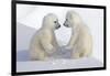 Dueling Polar Bear Cubs-Howard Ruby-Framed Photographic Print