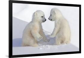 Dueling Polar Bear Cubs-Howard Ruby-Framed Photographic Print