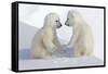 Dueling Polar Bear Cubs-Howard Ruby-Framed Stretched Canvas