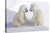 Dueling Polar Bear Cubs-Howard Ruby-Stretched Canvas