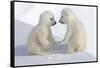 Dueling Polar Bear Cubs-Howard Ruby-Framed Stretched Canvas