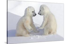 Dueling Polar Bear Cubs-Howard Ruby-Stretched Canvas