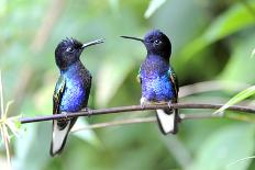 Velvet-Purple Coronet Hummingbird-duelune-Photographic Print