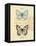 Duet Papillon-Chad Barrett-Framed Stretched Canvas