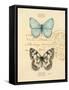 Duet Papillon-Chad Barrett-Framed Stretched Canvas