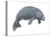 Dugong (Dugong Dugon), Mammals-Encyclopaedia Britannica-Stretched Canvas