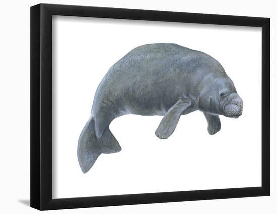 Dugong (Dugong Dugon), Mammals-Encyclopaedia Britannica-Framed Poster