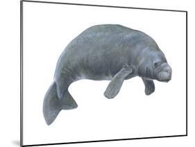 Dugong (Dugong Dugon), Mammals-Encyclopaedia Britannica-Mounted Poster