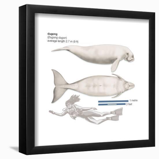 Dugong (Dugong Dugon), Mammals-Encyclopaedia Britannica-Framed Poster