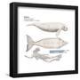 Dugong (Dugong Dugon), Mammals-Encyclopaedia Britannica-Framed Poster