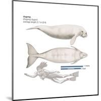 Dugong (Dugong Dugon), Mammals-Encyclopaedia Britannica-Mounted Poster