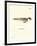 Dugong Skeleton-null-Framed Giclee Print