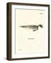 Dugong Skeleton-null-Framed Giclee Print