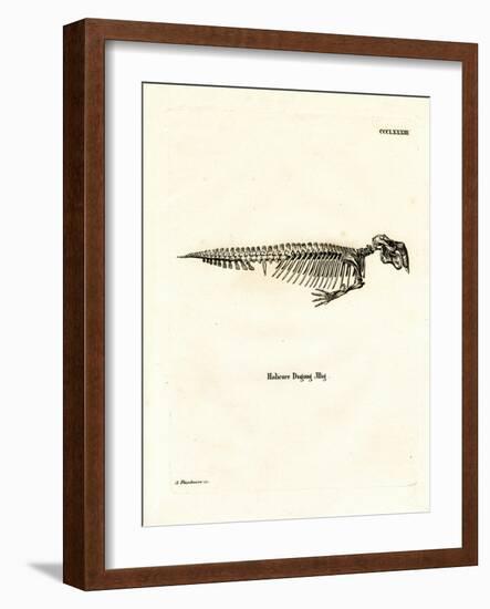 Dugong Skeleton-null-Framed Giclee Print