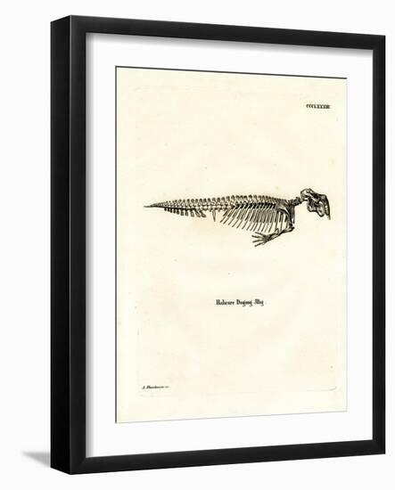 Dugong Skeleton-null-Framed Giclee Print