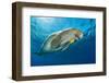 Dugong swimming with a young Golden trevally, Egypt-Alex Mustard-Framed Photographic Print