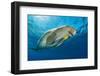 Dugong swimming with a young Golden trevally, Egypt-Alex Mustard-Framed Photographic Print