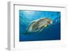 Dugong swimming with a young Golden trevally, Egypt-Alex Mustard-Framed Photographic Print