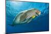 Dugong swimming with a young Golden trevally, Egypt-Alex Mustard-Mounted Photographic Print