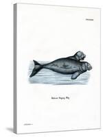 Dugong-null-Stretched Canvas