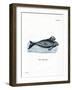 Dugong-null-Framed Giclee Print