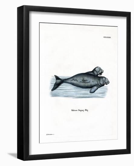 Dugong-null-Framed Giclee Print