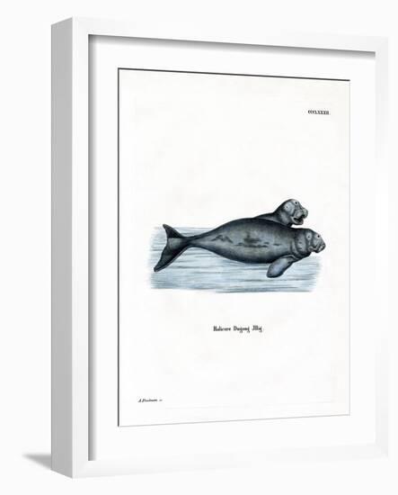 Dugong-null-Framed Giclee Print