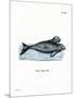 Dugong-null-Mounted Premium Giclee Print