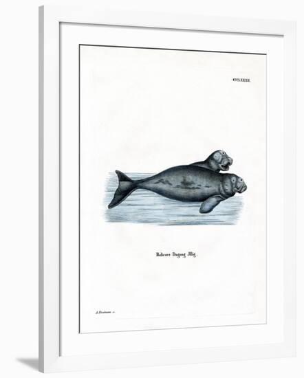 Dugong-null-Framed Giclee Print