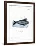 Dugong-null-Framed Giclee Print