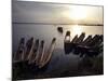 Dugout Canoes on the Congo River, Yangambi, Democratic Republic of Congo, Africa-Andrew Mcconnell-Mounted Photographic Print