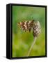 Duke of Burgundy butterfly crawling up flower bud to bask in sun-Andy Sands-Framed Stretched Canvas