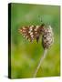 Duke of Burgundy butterfly crawling up flower bud to bask in sun-Andy Sands-Stretched Canvas