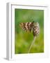 Duke of Burgundy butterfly crawling up flower bud to bask in sun-Andy Sands-Framed Photographic Print