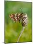 Duke of Burgundy butterfly crawling up flower bud to bask in sun-Andy Sands-Mounted Photographic Print