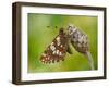 Duke of Burgundy butterfly roosting on flower bud, UK-Andy Sands-Framed Photographic Print