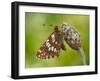 Duke of Burgundy butterfly roosting on flower bud, UK-Andy Sands-Framed Photographic Print