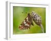 Duke of Burgundy butterfly roosting on flower bud, UK-Andy Sands-Framed Photographic Print