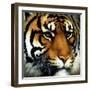 Duke of Delhi-Will Bullas-Framed Giclee Print