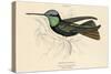 Duke of Rivolis Hummingbird-null-Stretched Canvas