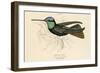 Duke of Rivolis Hummingbird-null-Framed Art Print