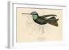 Duke of Rivolis Hummingbird-null-Framed Art Print